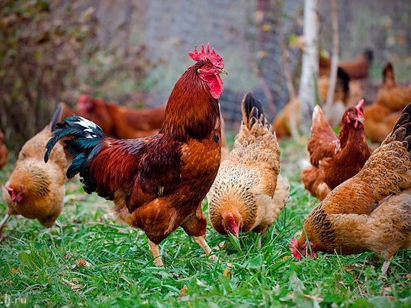 Породы куриц | ЗооТом - продажа, вязка и услуги для животных в Камышине
