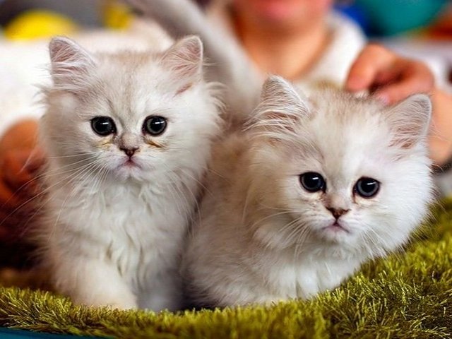 Породы кошек в Камышине | ЗооТом портал о животных