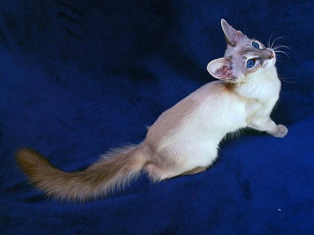 Выведенные породы кошек в Камышине | ЗооТом портал о животных