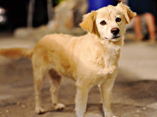 Породы собак в Камышине | ЗооТом портал о животных