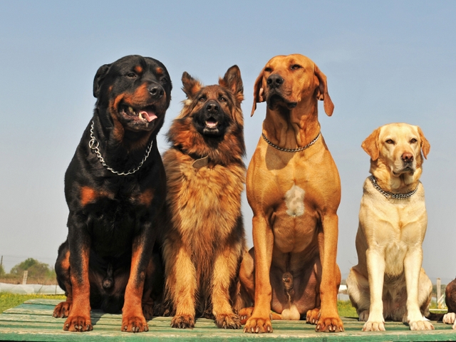 Крупные породы собак в Камышине | ЗооТом портал о животных